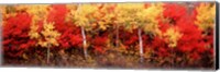 Framed Aspen and Black Hawthorn trees in a forest, Grand Teton National Park, Wyoming