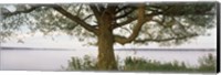 Framed Tree on a Lake, Wisconsin