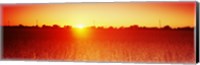 Framed Soybean field at sunset, Wood County, Ohio, USA