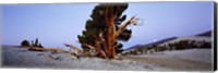 Framed Bristlecone pine tree in Ancient Bristlecone Pine Forest, White Mountains, California, USA