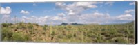 Framed Saguaro National Park Tucson AZ USA