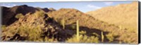 Framed Cactus plants on a landscape, Sierra Estrella Wilderness, Phoenix, Arizona, USA
