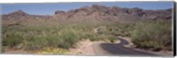 Framed USA, Arizona, Dreamy Draw Park, Cactus along a road