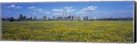 Framed Yellow Flowers in a park with Manhattan in the background, New York City