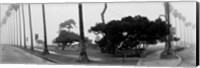 Framed Palm Trees And Fog, San Diego, California