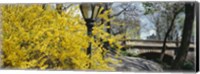 Framed Forsythia in bloom, Central Park, Manhattan, New York City, New York State, USA