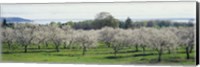 Framed Cherry trees in an orchard, Mission Peninsula, Traverse City, Michigan, USA