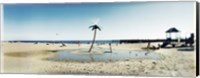 Framed Palm tree sprinkler on the beach, Coney Island, Brooklyn, New York City, New York State, USA