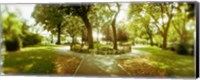 Framed Trees in a park, McCarren Park, Greenpoint, Brooklyn, New York City, New York State, USA