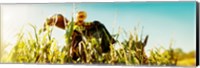 Framed Scarecrow in a corn field, Queens County Farm, Queens, New York City, New York State, USA