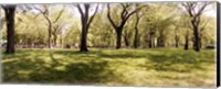 Framed Trees and grass in a Central Park in the spring time, New York City, New York State, USA