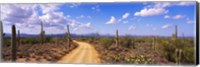 Framed Road, Saguaro National Park, Arizona, USA
