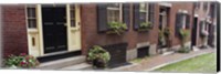 Framed Potted plants outside a house, Acorn Street, Beacon Hill, Boston, Massachusetts, USA