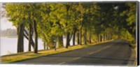 Framed Trees along a road, Lake Washington Boulevard, Seattle, Washington State, USA