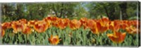 Framed Sherwood Gardens Tulips, Baltimore, Maryland