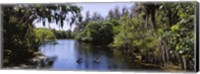 Framed River passing through a forest, Hillsborough River, Lettuce Lake Park, Tampa, Hillsborough County, Florida, USA