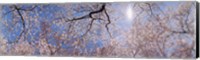 Framed Low angle view of Cherry Blossom trees, Washington DC, USA