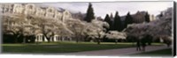 Framed University of Washington, Seattle, King County, Washington State