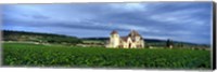 Framed Grand Cru Vineyard, Burgundy, France
