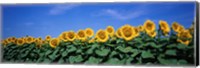Framed Field Of Sunflowers, Bogue, Kansas, USA