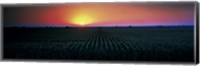 Framed Corn field at sunrise Sacramento Co CA USA