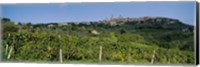 Framed Low Angle View Of A Vineyard, San Gimignano, Tuscany, Italy