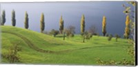 Framed Switzerland, Lake Zug, View of a row of Poplar Trees