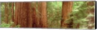 Framed Redwood Trees, Muir Woods, California, USA,