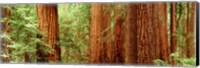 Framed Redwoods Muir Woods CA USA