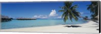 Framed Palm Tree On The Beach, Moana Beach, Bora Bora, Tahiti, French Polynesia