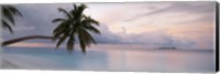 Framed Palm tree, Indian Ocean Maldives