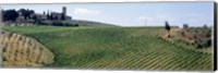 Framed Vineyards and Olive Grove outside San Gimignano Tuscany Italy