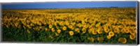 Framed Field of Sunflowers ND USA