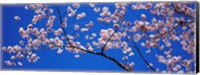 Framed Cherry Blossoms Washington DC