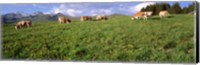Framed Switzerland, Cows grazing in the field