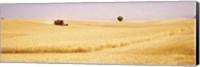 Framed Tractor, Wheat Field, Plateau De Valensole, France