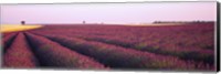 Framed Lavender crop on a landscape, France