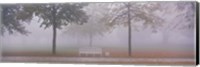 Framed Trees and Bench in Fog Schleissheim Germany
