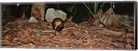 Framed Lord Howe Woodhen Bird Standing Under The Tree, Lord Howe Island, Australia