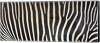 Framed Grevey's Zebra Stripes