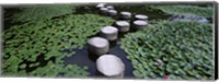 Framed Water Lilies In A Pond, Helan Shrine, Kyoto, Japan