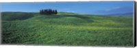 Framed Cypress Trees In A Field, Tuscany, Italy