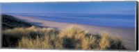 Framed Tall grass on the coastline, Saunton, North Devon, England