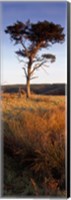 Framed Tree On A Landscape, Golden Hour, Helwath Plantation, Scarborough, North Yorkshire, England, United Kingdom