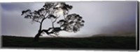 Framed Silhouette Of A Koa Tree, Mauna Kea, Kamuela, Big Island, Hawaii, USA
