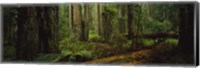 Framed Hoh Rainforest Trees, Olympic National Park