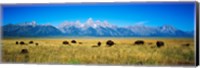 Framed Field of Bison with mountains in background, Grand Teton National Park, Wyoming, USA