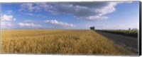 Framed Wheat crop in a field, North Dakota, USA