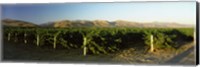 Framed Vineyard on a landscape, Santa Ynez Valley, Santa Barbara County, California, USA