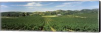 Framed High angle view of a vineyard, Carneros District, Napa Valley, Napa County, California